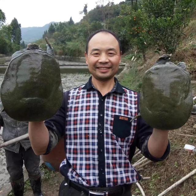 回农村养鳖年收入百万（未来养殖业什么最赚钱农村）-齐力副业