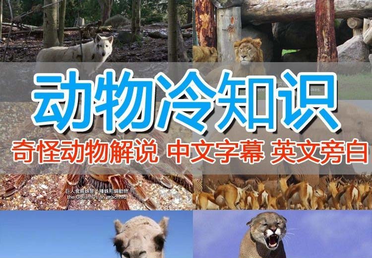 【副业项目6380期】外面卖1699的国外纪录片解说（动物解说、美食、动画片）稳过中视频-齐力副业
